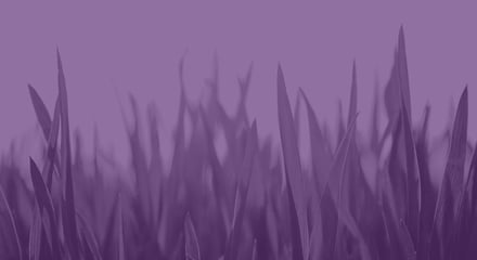 Grass purple